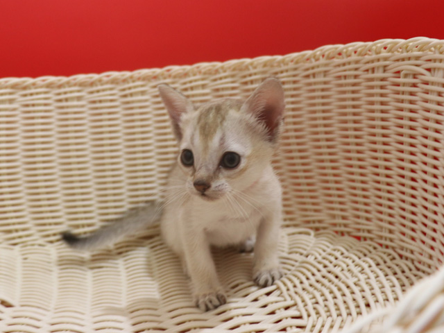 シンガプーラの子猫画像