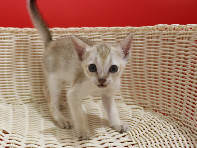 シンガプーラの子猫画像