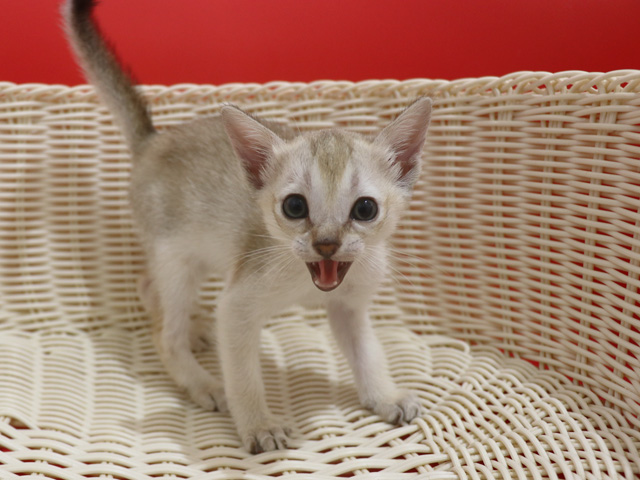 シンガプーラの子猫画像