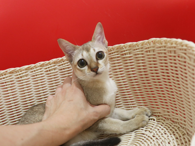 シンガプーラの子猫画像