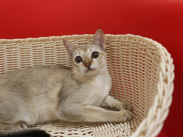 シンガプーラの子猫画像