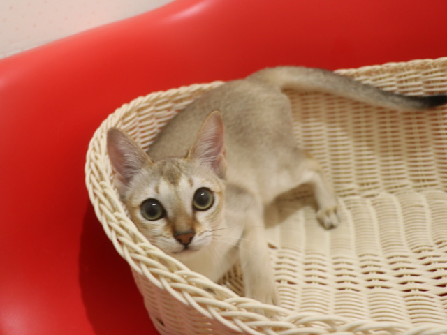 シンガプーラの子猫画像
