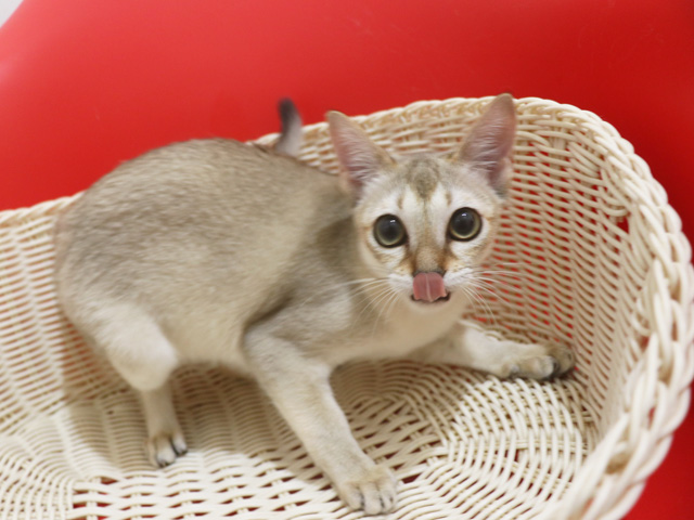シンガプーラの子猫画像