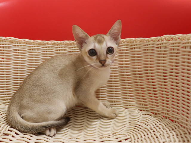 シンガプーラ子猫画像
