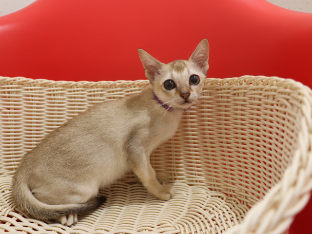 シンガプーラの子猫画像