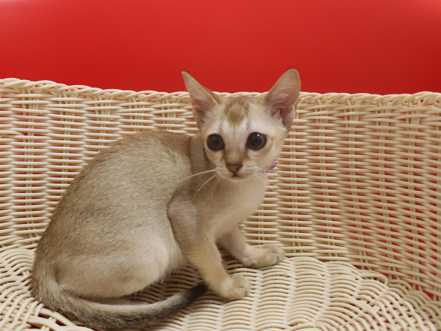 シンガプーラの子猫画像