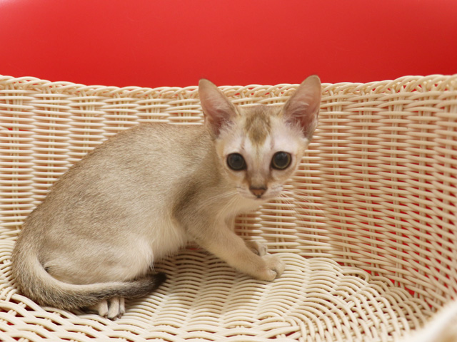 シンガプーラの子猫画像