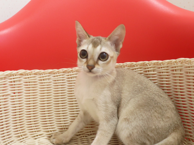 シンガプーラの子猫画像