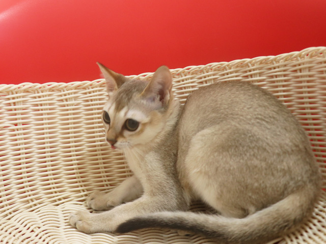 シンガプーラの子猫画像