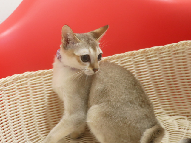 シンガプーラの子猫画像