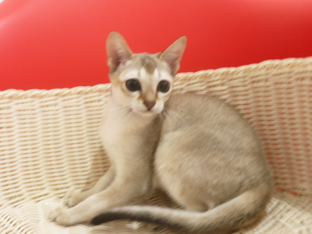 シンガプーラの子猫画像