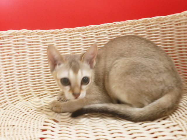 シンガプーラの子猫画像