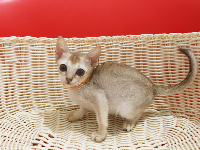 シンガプーラ子猫画像