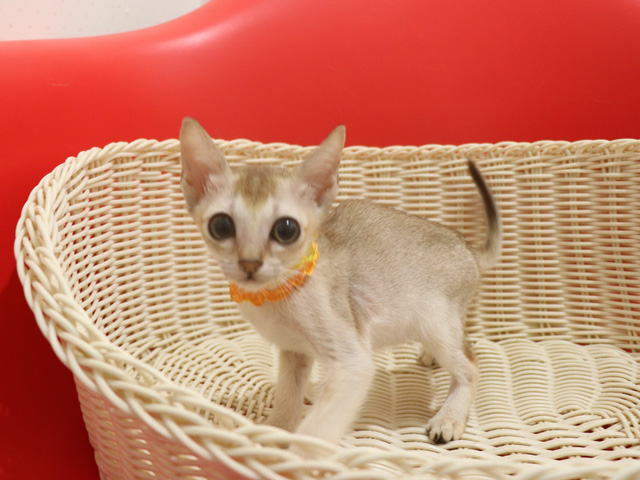 シンガプーラの子猫画像