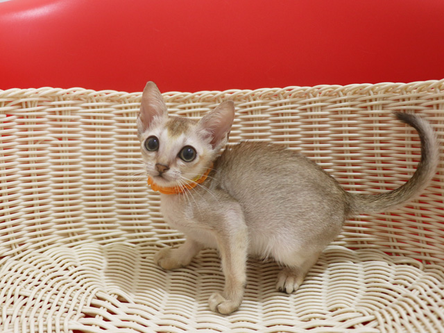 シンガプーラの子猫画像
