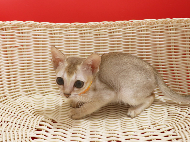 シンガプーラの子猫画像