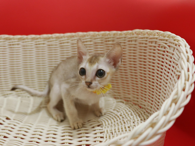 シンガプーラの子猫画像