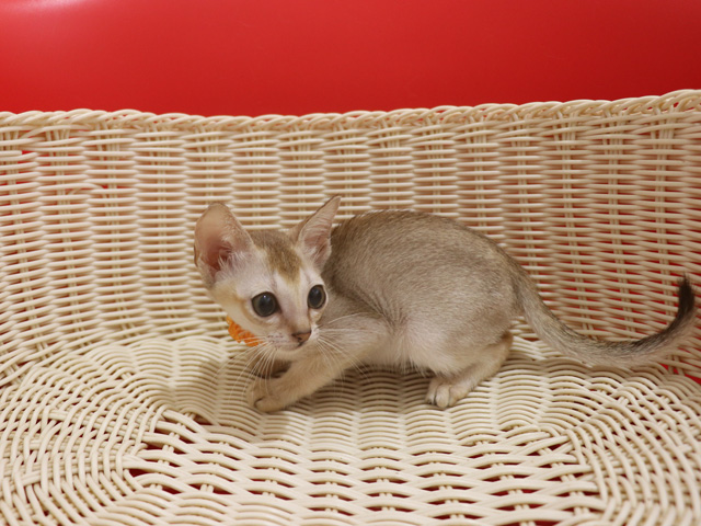 シンガプーラの子猫画像