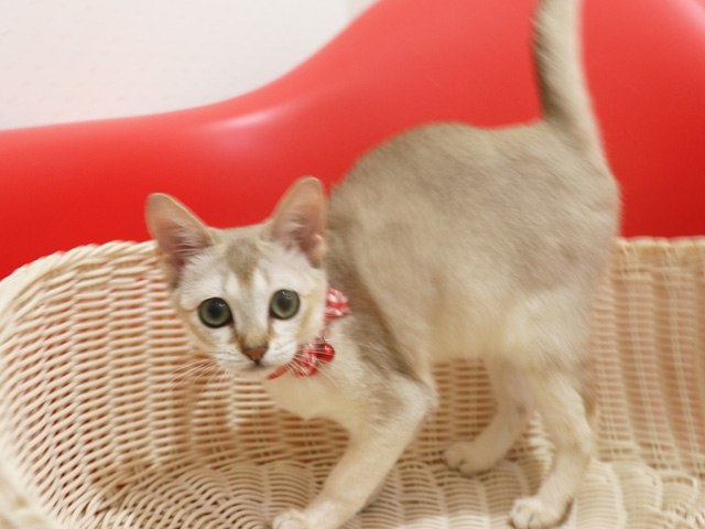 シンガプーラ子猫画像