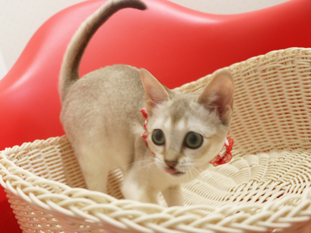 シンガプーラの子猫画像