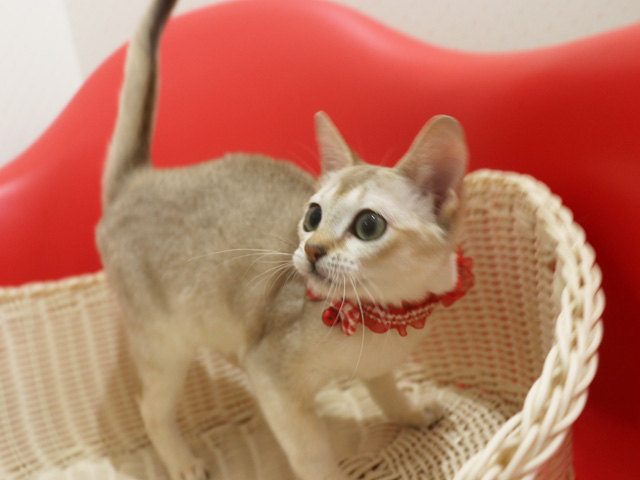 シンガプーラの子猫画像