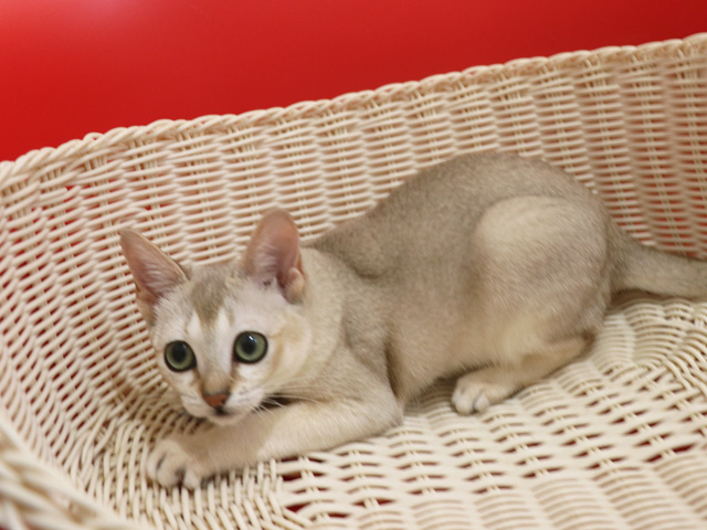 シンガプーラの子猫画像