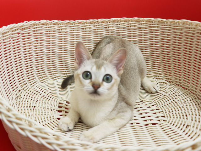 シンガプーラの子猫画像
