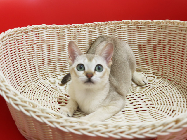 シンガプーラの子猫画像
