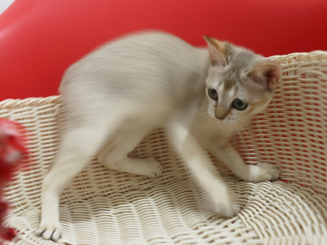シンガプーラの子猫画像
