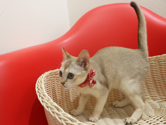 シンガプーラの子猫画像
