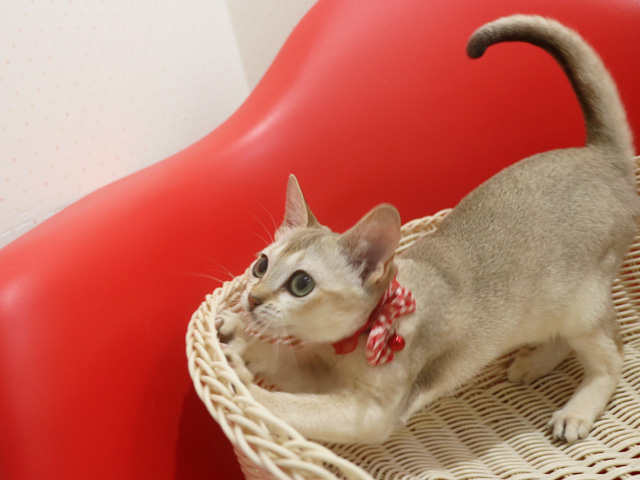 シンガプーラの子猫画像