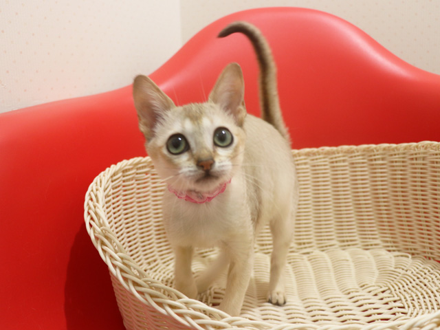 シンガプーラの子猫画像