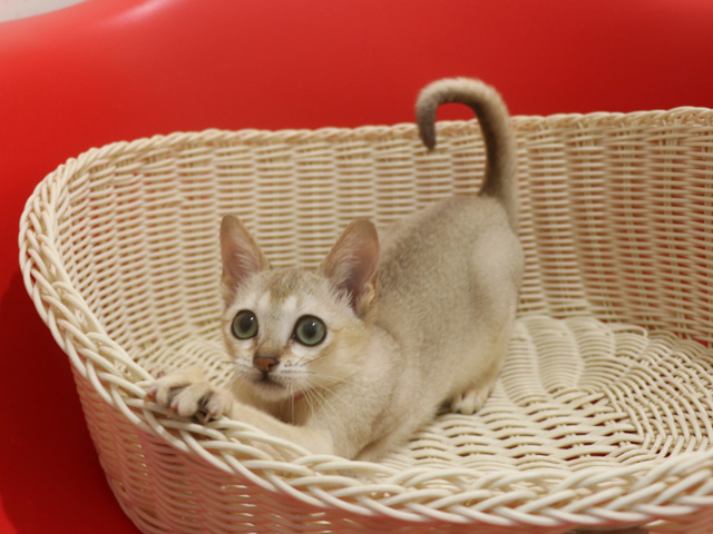 シンガプーラの子猫画像