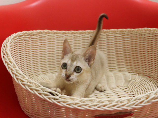 シンガプーラの子猫画像