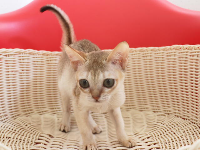 シンガプーラの子猫画像
