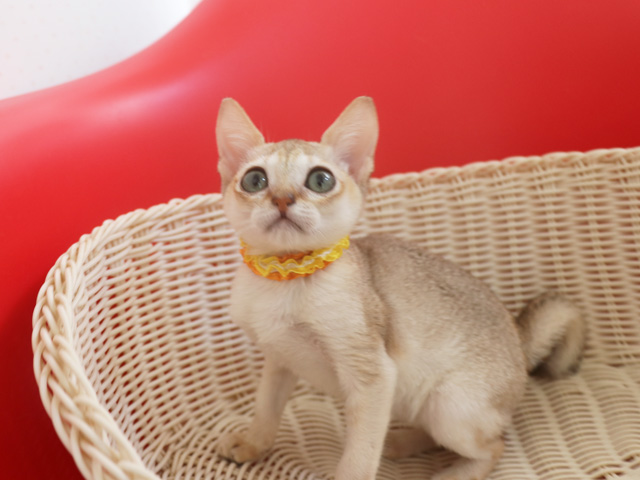 シンガプーラの子猫画像