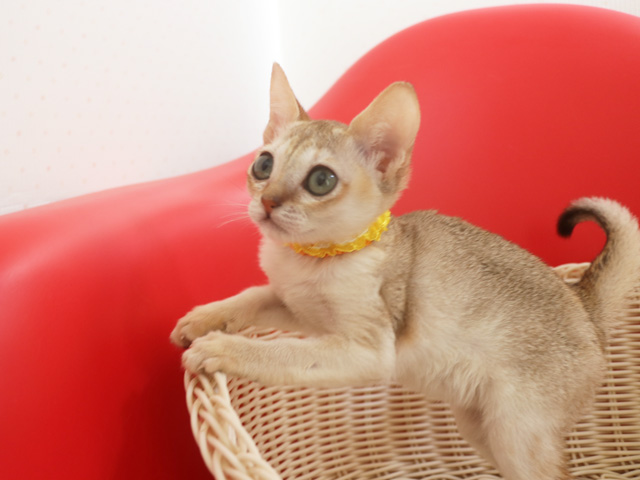 シンガプーラの子猫画像
