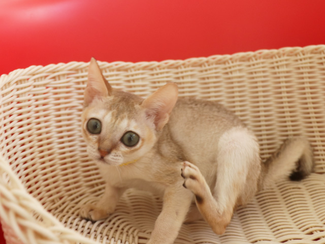 シンガプーラの子猫画像