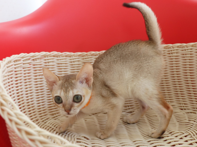 シンガプーラの子猫画像