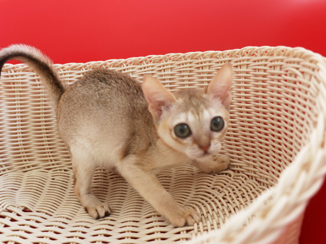シンガプーラの子猫画像