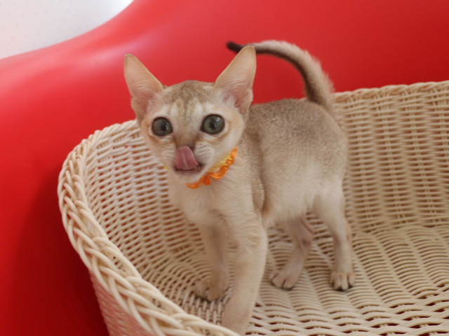 シンガプーラの子猫画像