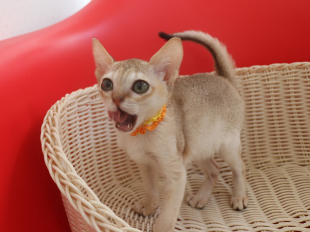 シンガプーラの子猫画像