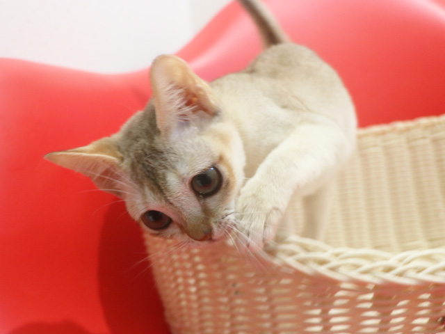 �V���K�v�[���q�L�摜