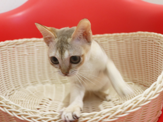シンガプーラの子猫画像