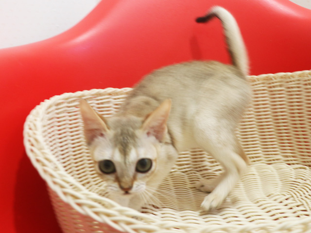 シンガプーラの子猫画像
