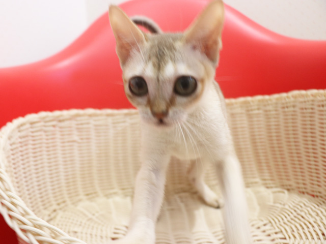 シンガプーラの子猫画像
