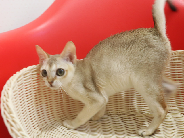 シンガプーラの子猫画像