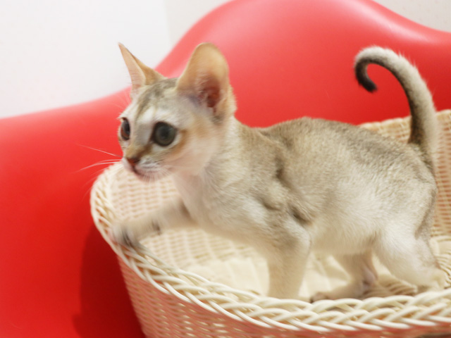 シンガプーラの子猫画像