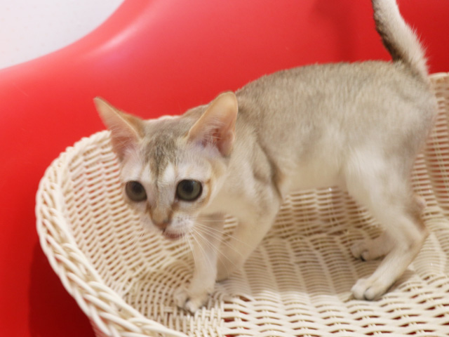 シンガプーラの子猫画像