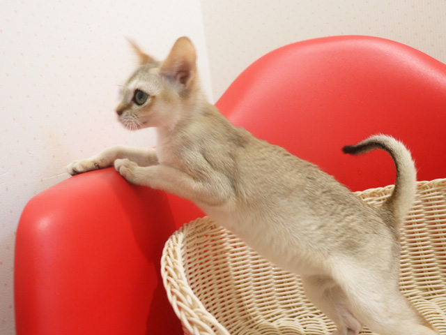 シンガプーラの子猫画像